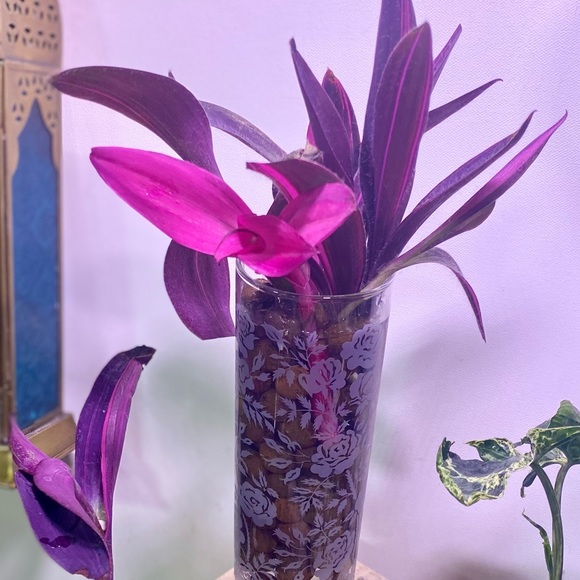 (3) Rare tradescantia variegated pallida ‘pink stripe’ cuttings - Picture 8 of 12